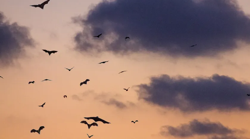 Een groep vleermuizen vliegt door de lucht